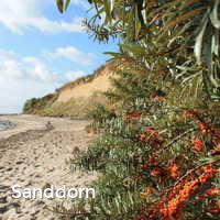 Sanddorn, Bliesdorf Strand