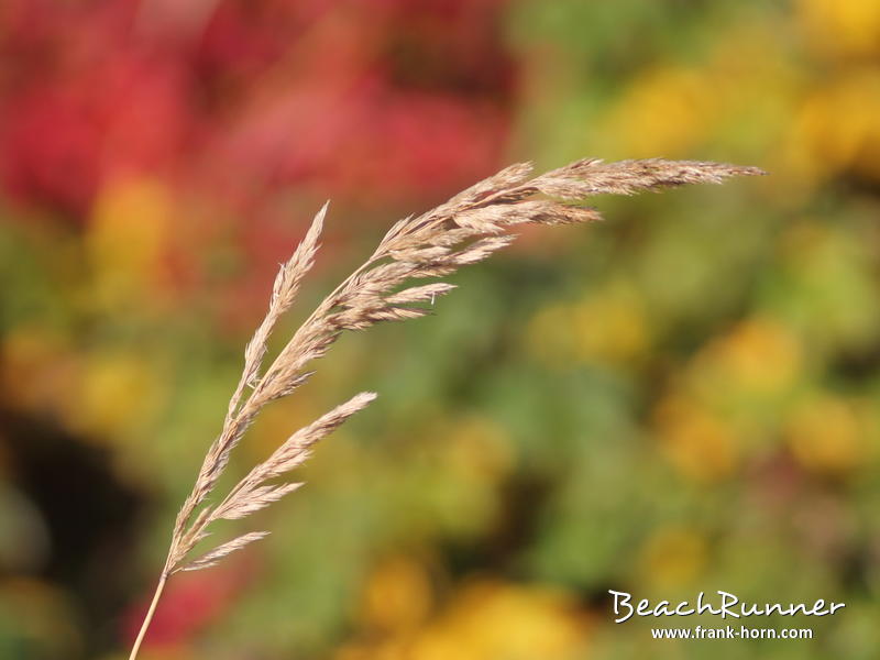 Herbstfarben, Bunter Herbst