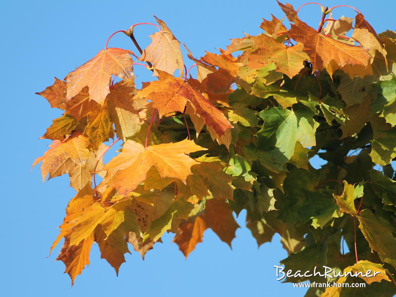 Gold und Grün, Bunter Herbst