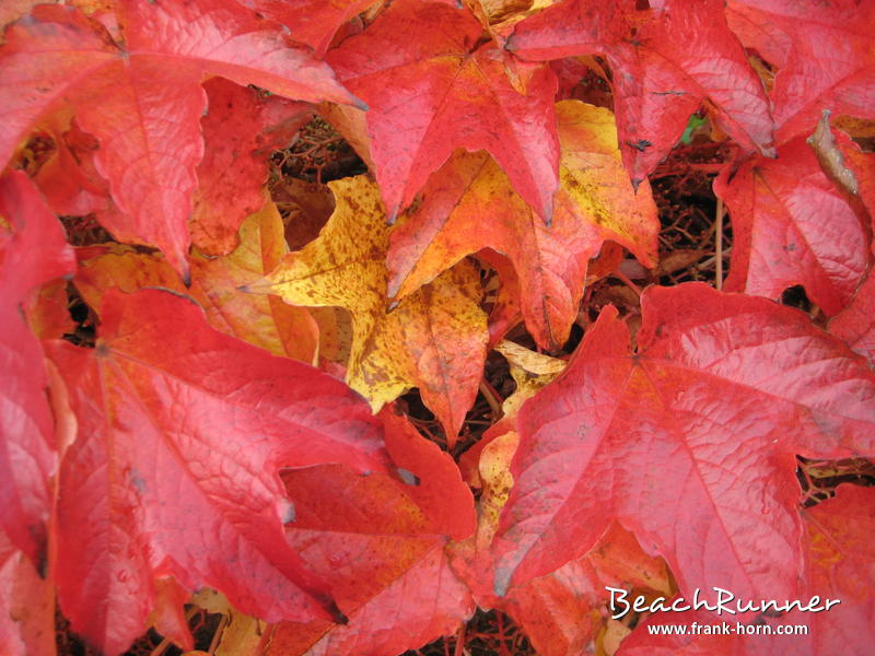 Bunte Blätter, Bunter Herbst