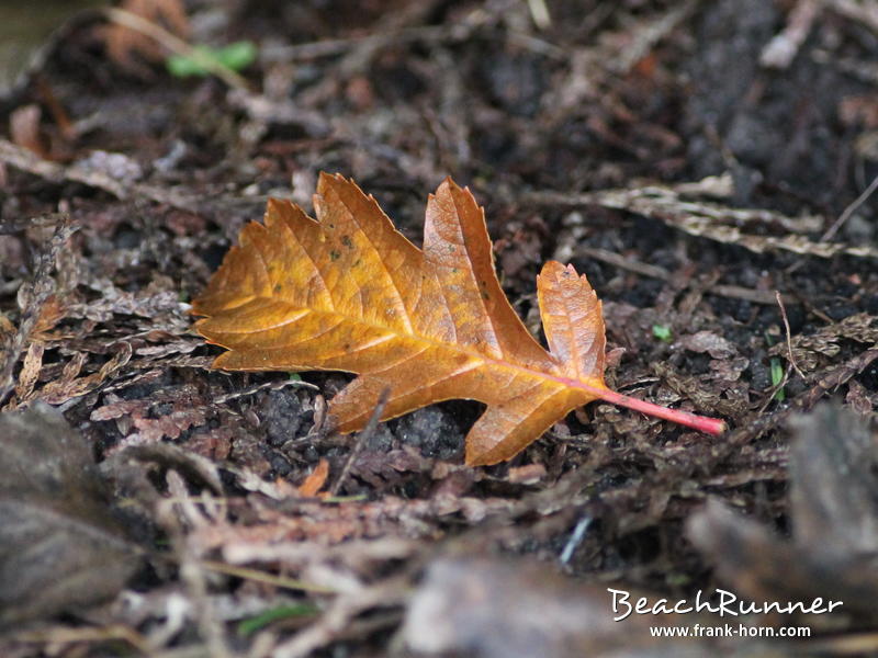 Goldbraun, Bunter Herbst