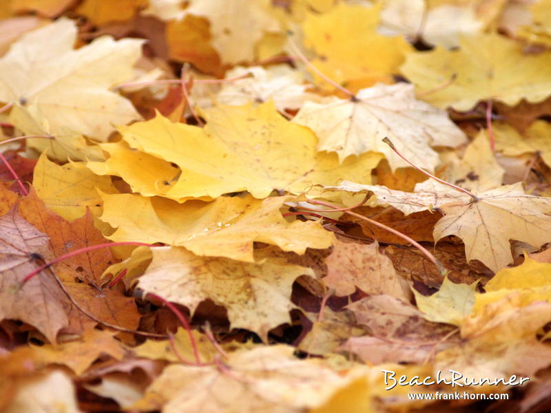 Goldener Herbst, Bunter Herbst