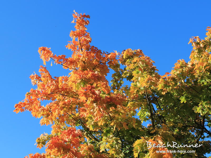 Bunte Blätter II, Bunter Herbst