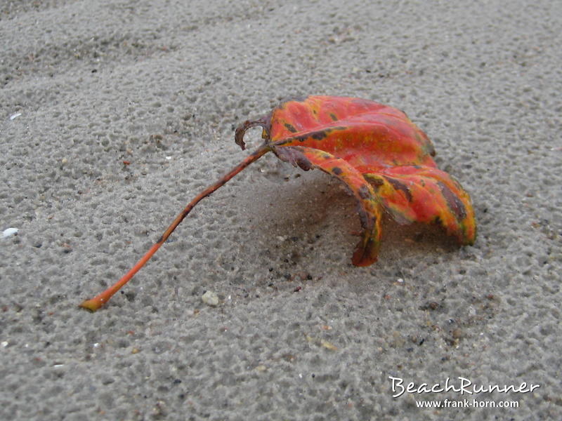 Strandblatt, Bunter Herbst