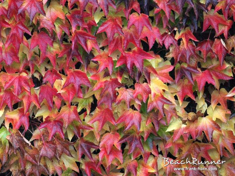 Farbverläufe, Bunter Herbst