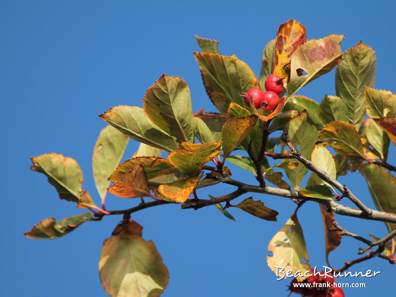 Beeren, Bunter Herbst