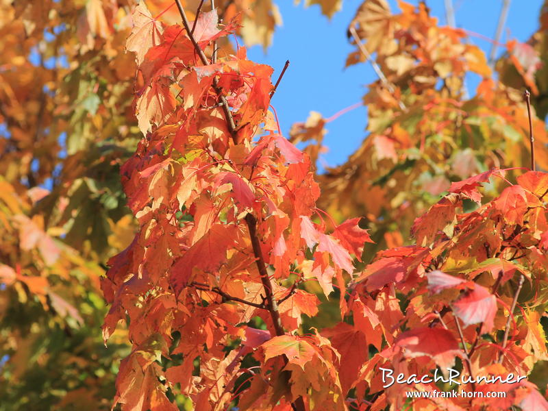 Bunte Blätter III, Bunter Herbst