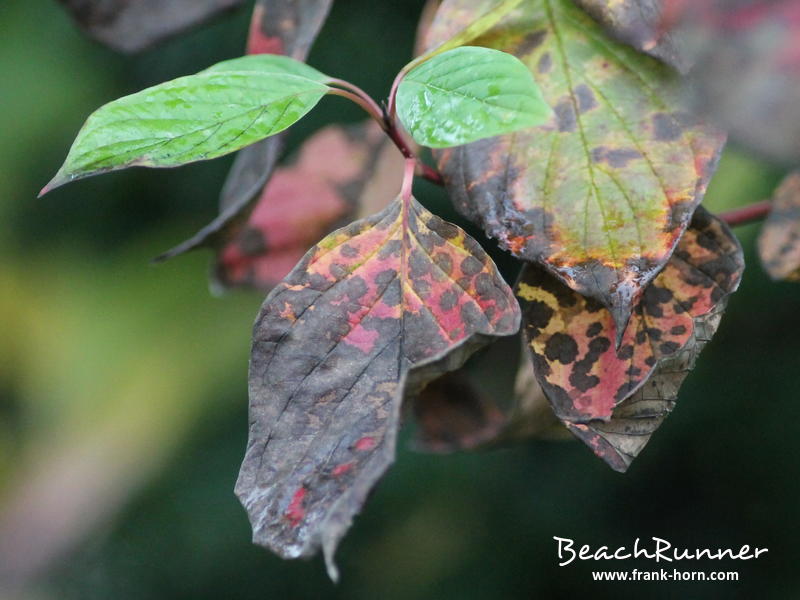 Mehrfarbig, Bunter Herbst