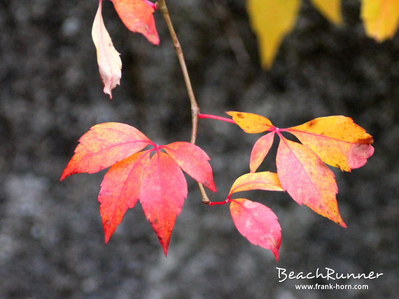 Hängend, Bunter Herbst