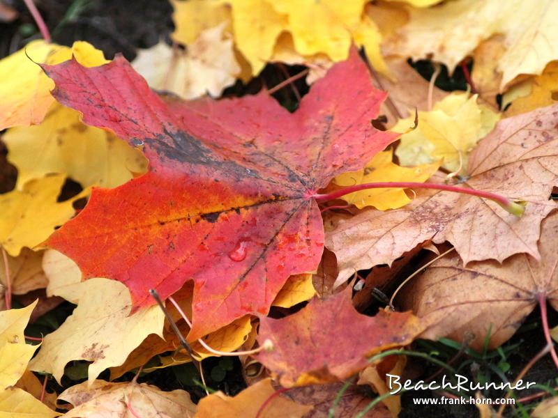 Weinendes Blatt, Bunter Herbst