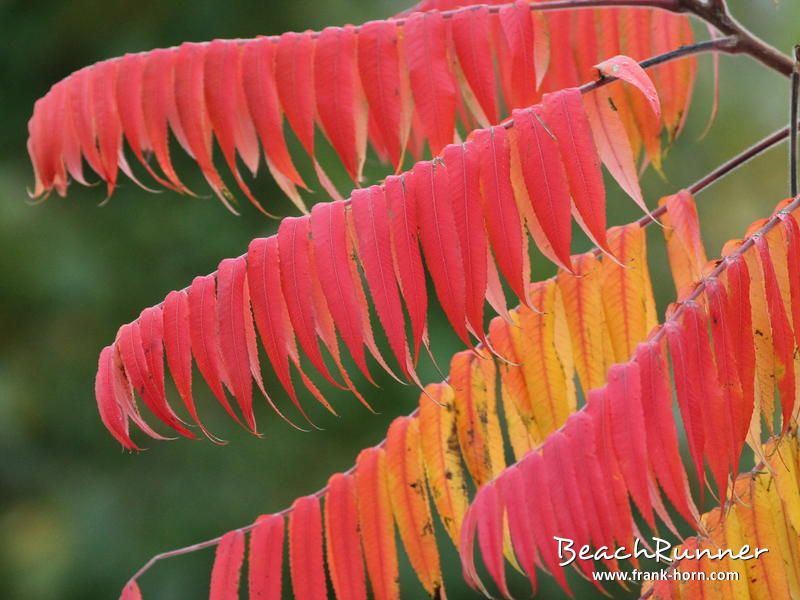 Bunte Blätter IV, Bunter Herbst