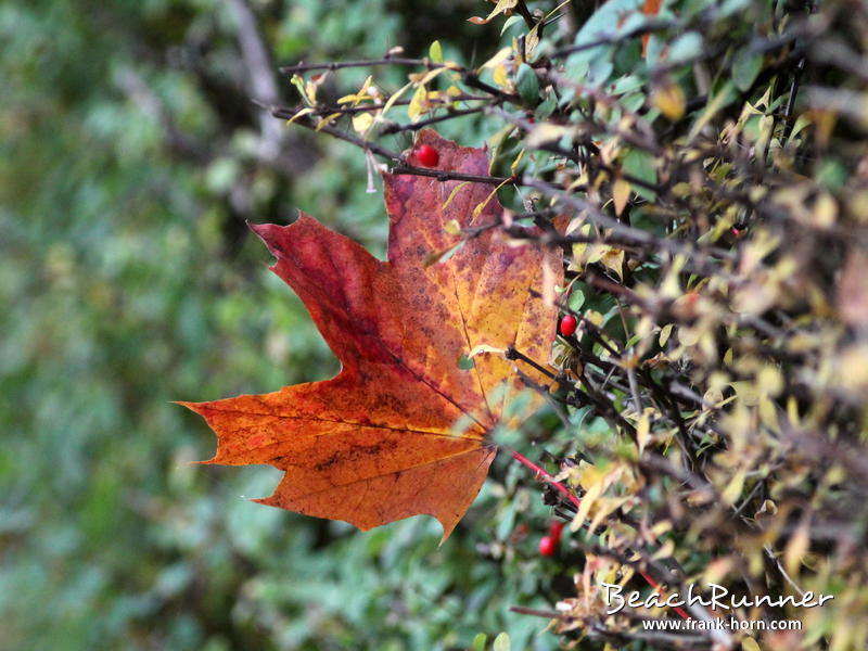 Gefangen, Bunter Herbst