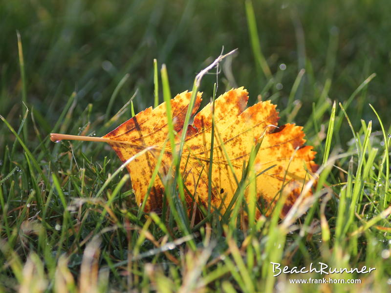 Herbstblatt, Bunter Herbst