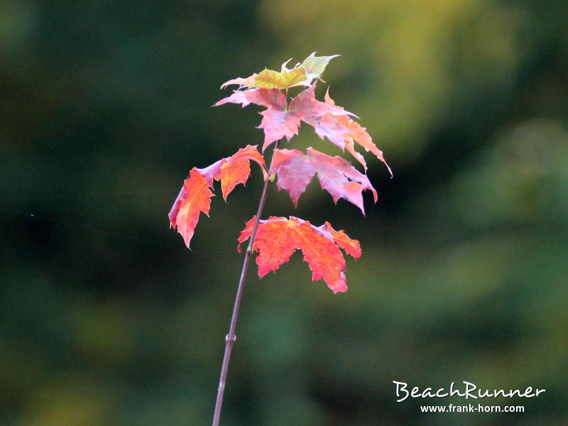 6 Blätter übrig, Bunter Herbst