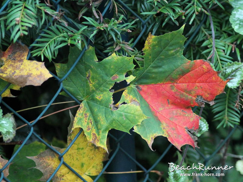Farbtupfer, Bunter Herbst