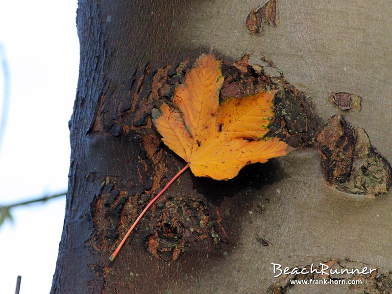 Am Baum, Bunter Herbst