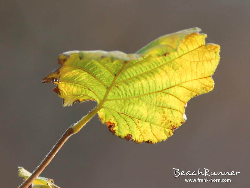 Durchleuchtet, Bunter Herbst