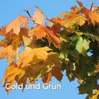 Gold und Grün, Bunter Herbst