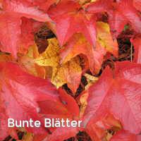 Bunte Blätter, Bunter Herbst