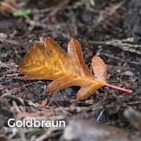 Goldbraun, Bunter Herbst