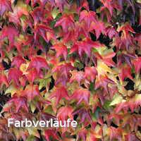 Farbverläufe, Bunter Herbst