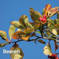 Beeren, Bunter Herbst