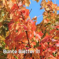 Bunte Blätter III, Bunter Herbst
