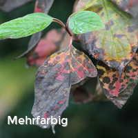 Mehrfarbig, Bunter Herbst