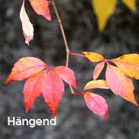 Hängend, Bunter Herbst