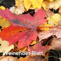 Weinendes Blatt, Bunter Herbst