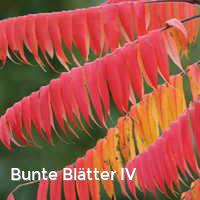 Bunte Blätter IV, Bunter Herbst