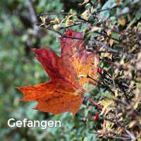 Gefangen, Bunter Herbst