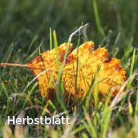 Herbstblatt, Bunter Herbst