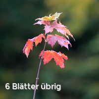 6 Blätter übrig, Bunter Herbst
