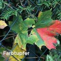 Farbtupfer, Bunter Herbst