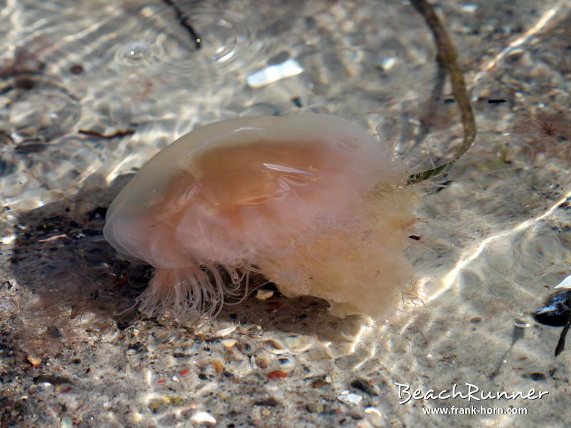 Gelbe Nesselqualle, Feuerquallen in der Ostsee