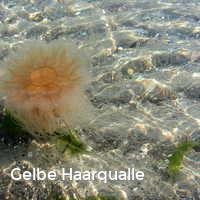 Gelbe Haarqualle, Feuerquallen in der Ostsee