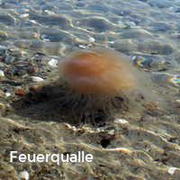 Feuerqualle, Feuerquallen in der Ostsee