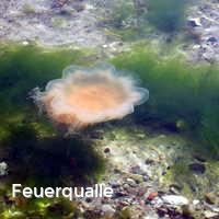 Feuerqualle, Feuerquallen in der Ostsee