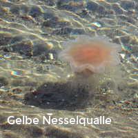 Gelbe Nesselqualle, Feuerquallen in der Ostsee