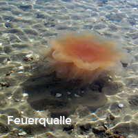 Feuerqualle, Feuerquallen in der Ostsee