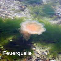 Feuerqualle, Feuerquallen in der Ostsee