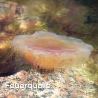 Feuerquallen in der Ostsee, Die gelbe Nessel- bzw. Haarqualle (Cyanea capillata / Feuerqualle)