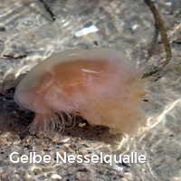 Gelbe Nesselqualle, Feuerquallen in der Ostsee