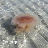 Feuerqualle, Feuerquallen in der Ostsee