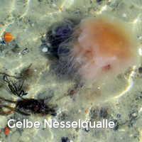 Gelbe Nesselqualle, Feuerquallen in der Ostsee