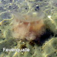 Feuerqualle, Feuerquallen in der Ostsee