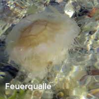 Feuerqualle, Feuerquallen in der Ostsee