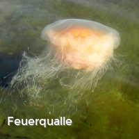 Feuerqualle, Feuerquallen in der Ostsee