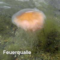 Feuerqualle, Feuerquallen in der Ostsee